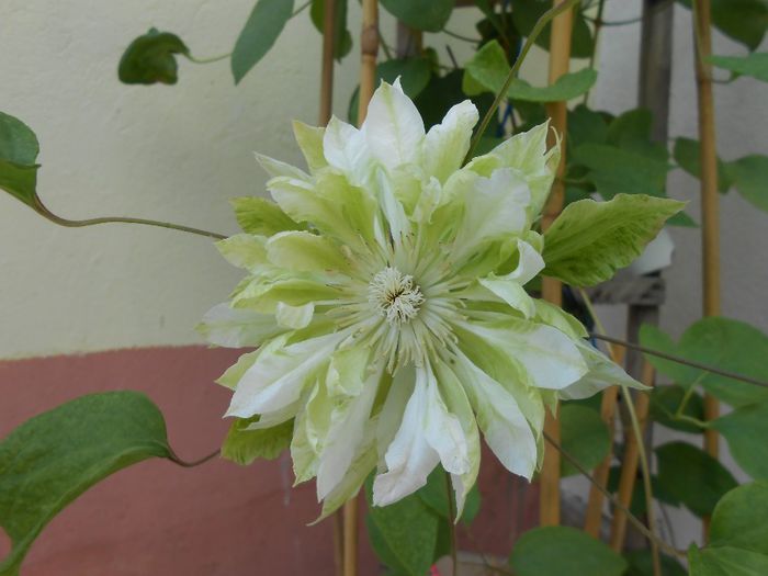 clematis Yuki Okoshi - yyy 2014 Trandafiri si clematite