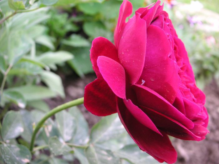 Falstaff - yyy 2014 Trandafiri si clematite