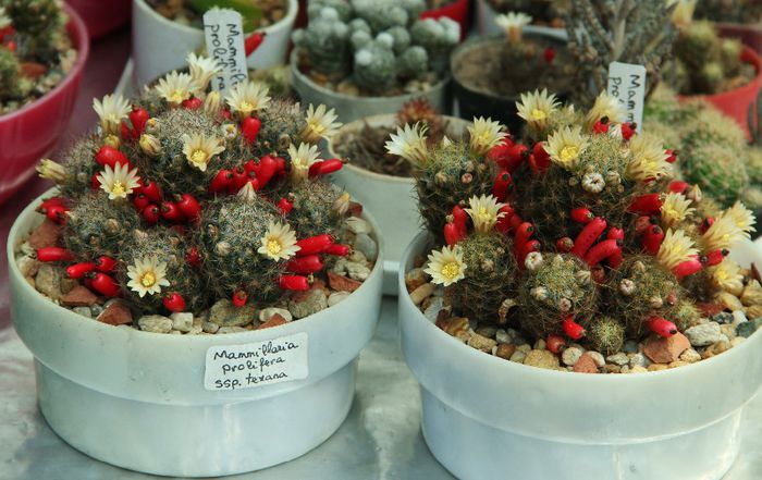 "texana" vs "prolifera"