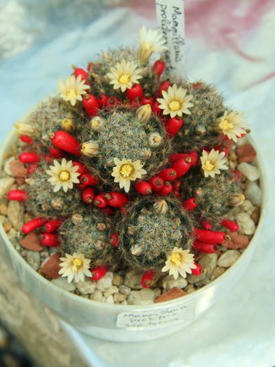 Mammillaria prolifera ssp. texana