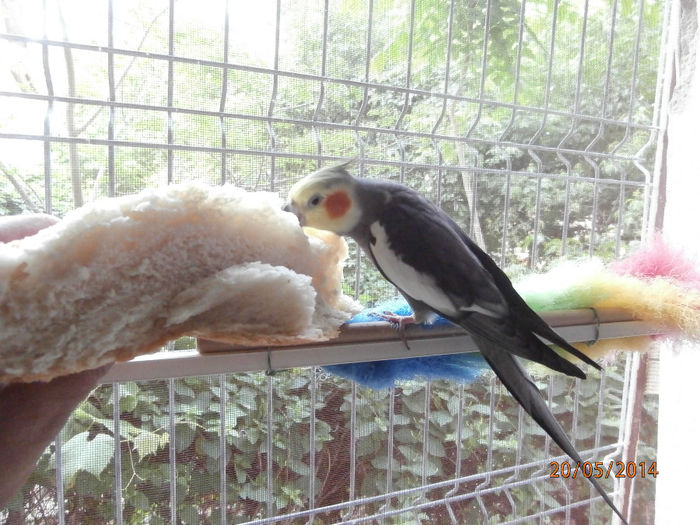 P5200156 - 07 - Ciufy - papagalul caruia ii plac fructele si legumele