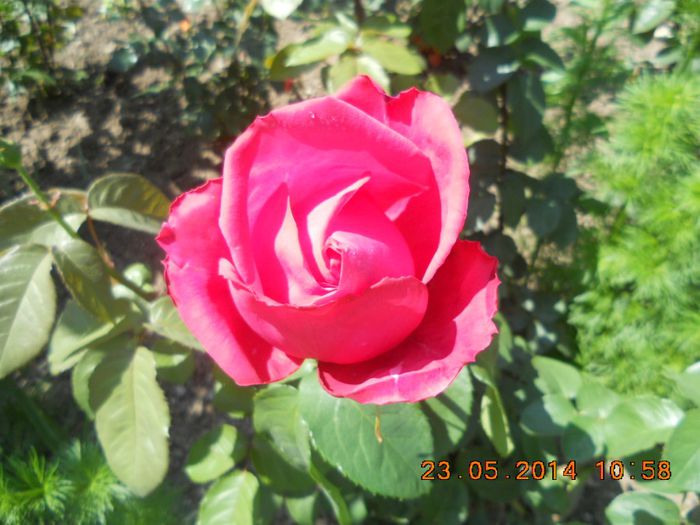 DSCN2885 - trandafiri