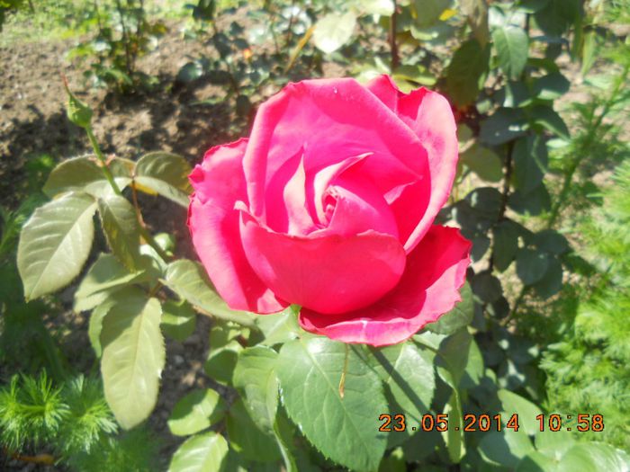 DSCN2886 - trandafiri
