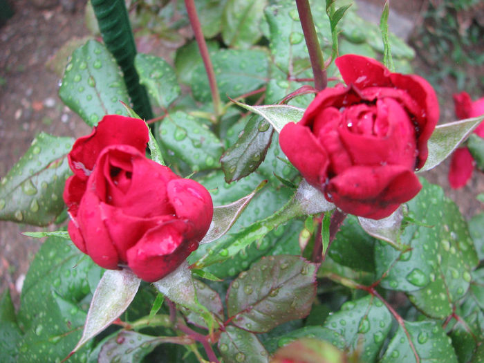 IMG_5634 - Alain Souchon 2013