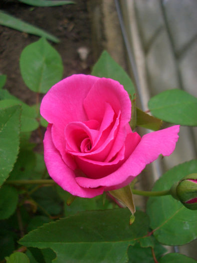 'Zéphirine Drouhin' • Charles Bonnet • Thornless Rose; Bourbon, Cl..  Bred by Bizot (France, 1868).
