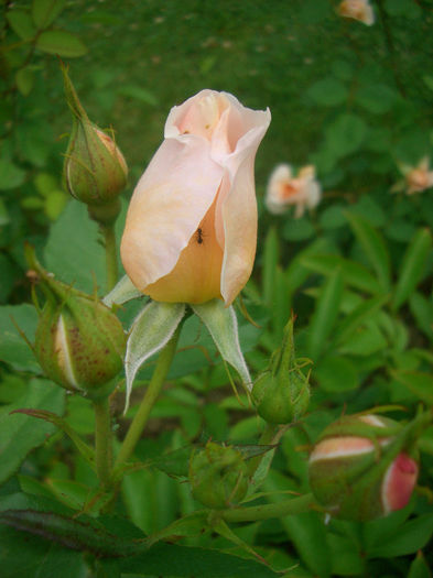 'The Shepherdess' • Austwist; Shrub.  English Rose Collection.  Bred by David Austin (United Kingdom, 2007).
