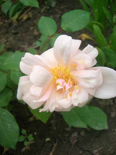 'Perle d'Or • Yellow Cécile Brunner; Polyantha. Bred by Joseph Rambaux (France, 1875).
