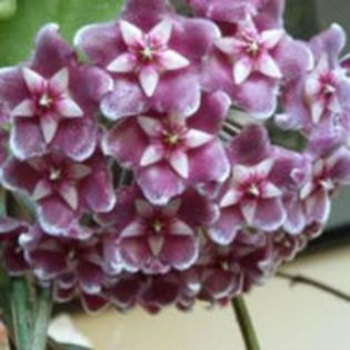 h pubycalix jungle garden.splash