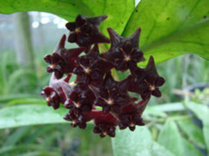 hoya lobii dark