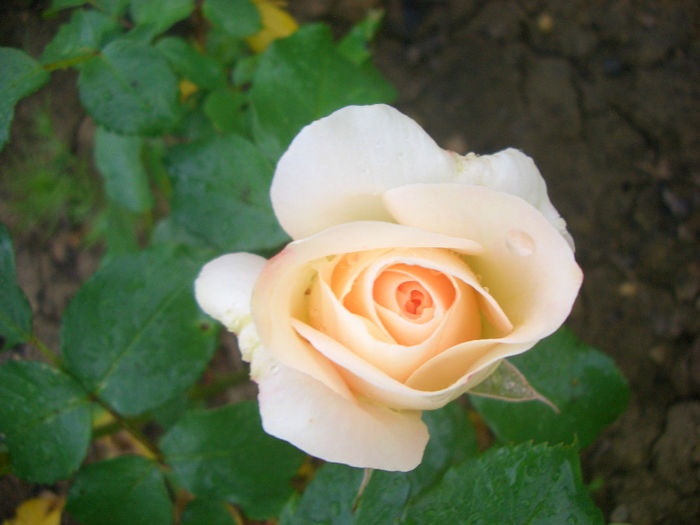 'Marie Antoinette®' • Tan96201; Floribunda.  Bred by Hans Jürgen Evers (Germany, 2003).
