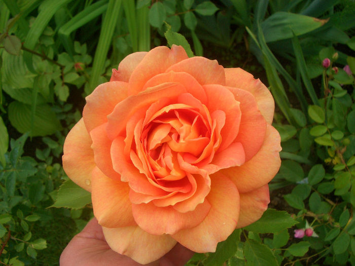 'Lady of Shalott' • AUSnyson; Shrub.  English Rose Collection.  Bred by David Austin (United Kingdom, 2009).
