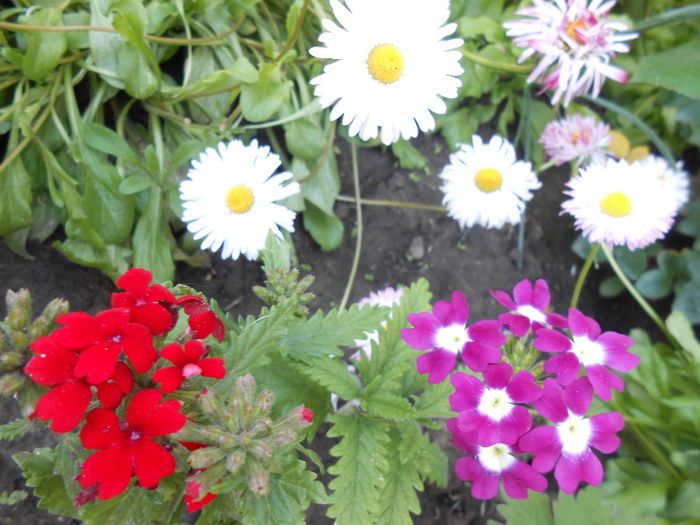 verbina(lantana camara)&banutei - yyy 2014 gradina mea
