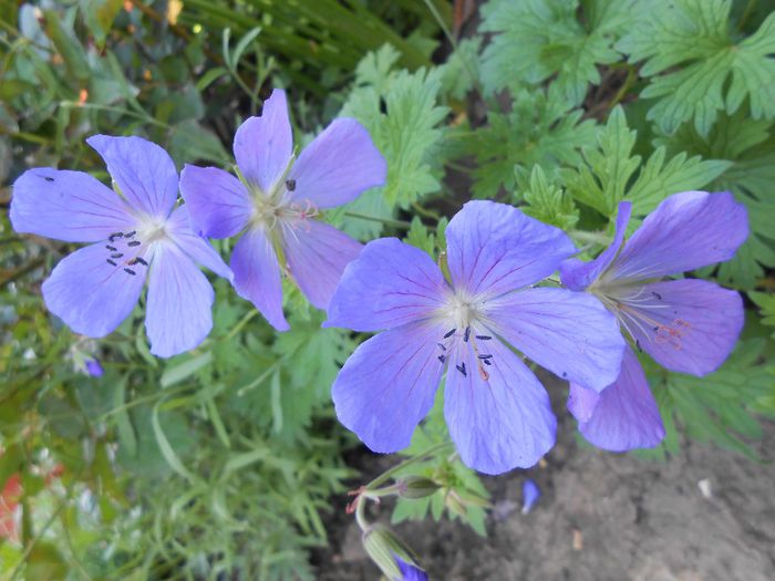 geranium him baby blue - yyy 2014 gradina mea
