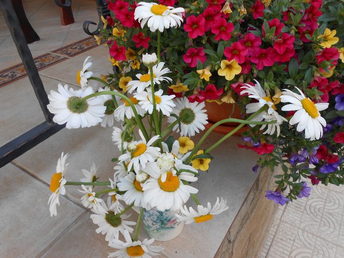  - yyy 2014 gradina mea