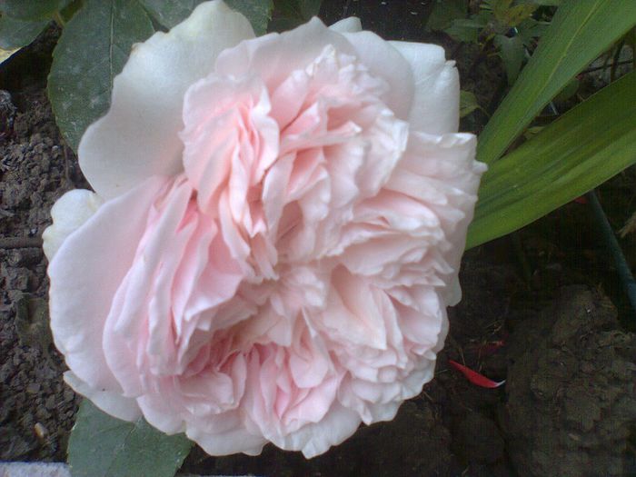 claire rose AUSLIGHT - paradisul verde unde imi servesc cafeluta cu ghimbir 2014