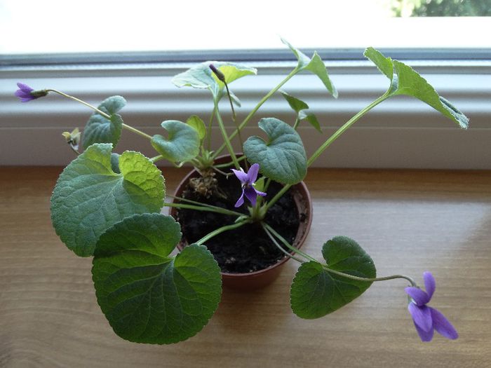 DSC00562 - Viola odorata