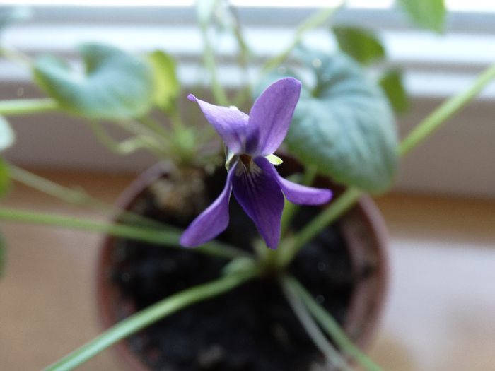 DSC00563 - Viola odorata