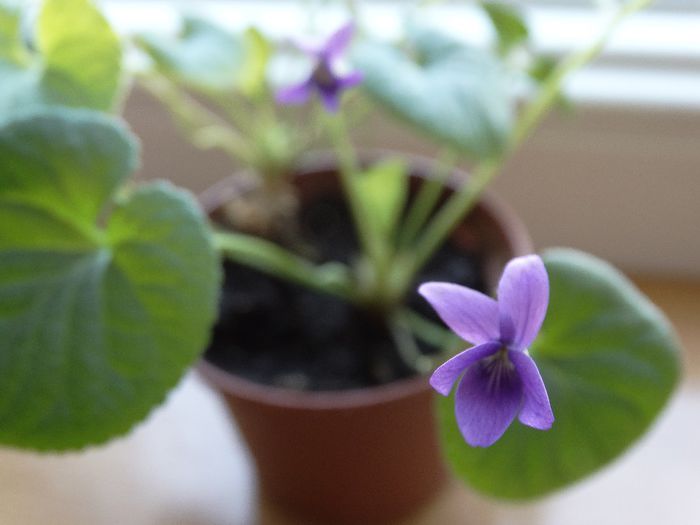 DSC00565 - Viola odorata