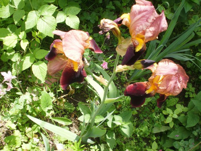 ` Bruno` - Iris