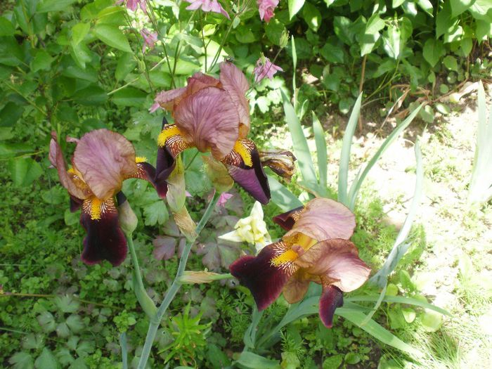 ` Bruno` - Iris