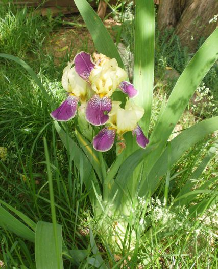  - Iris