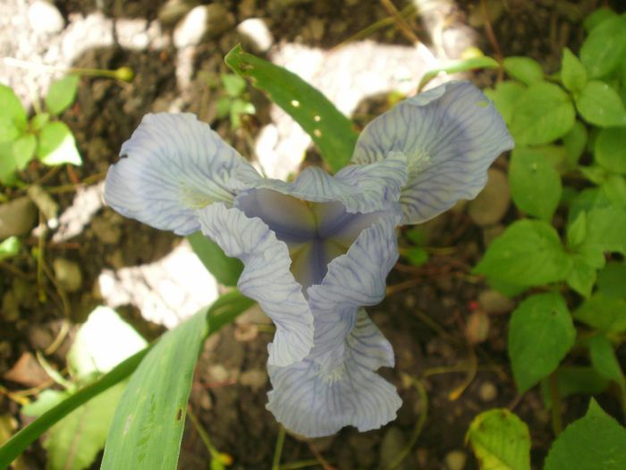 `Azurea` - Iris pumila