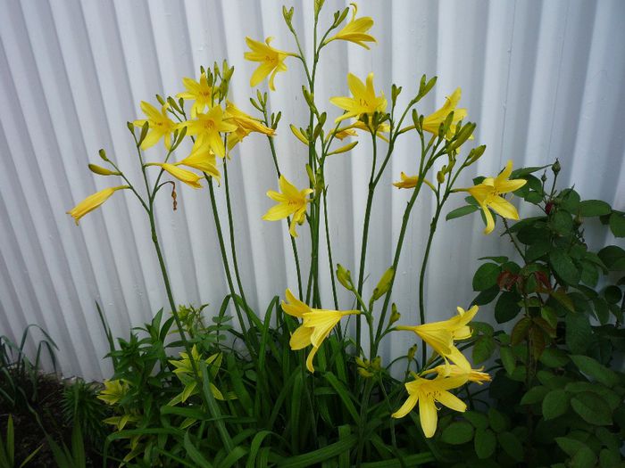 P1130569 - AAA flori 2014