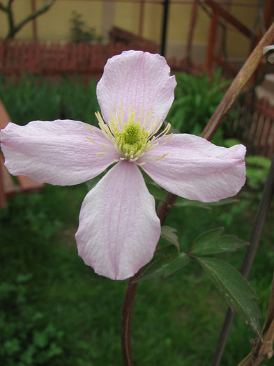 IMG_0560 - Clematita Montana Rubens 2014