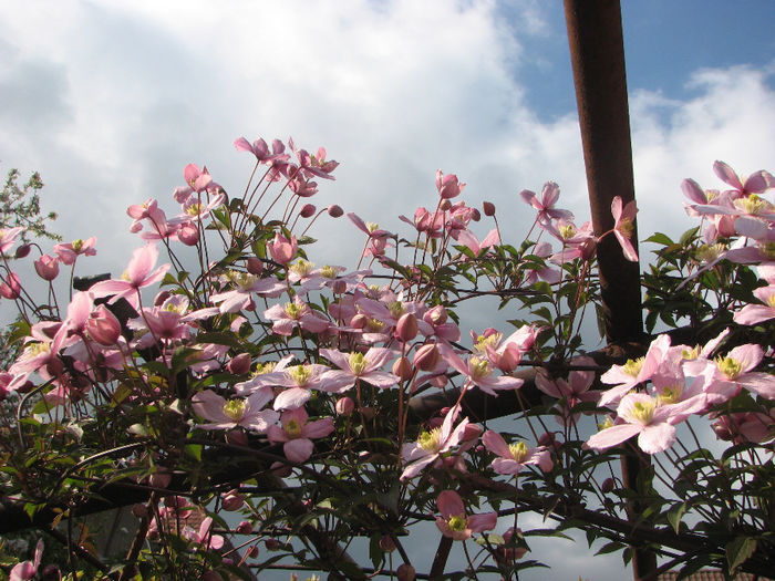 IMG_0247 - Clematita Montana Rubens 2014