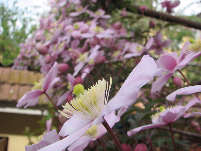 IMG_0331 - Clematita Montana Rubens 2014