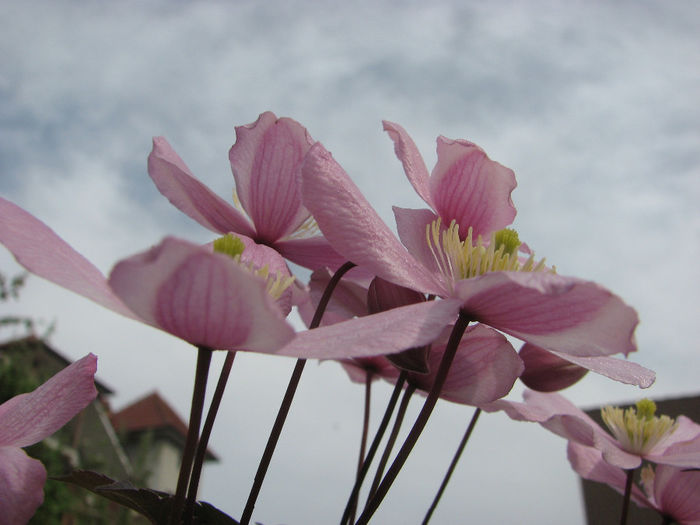 IMG_0332 - Clematita Montana Rubens 2014