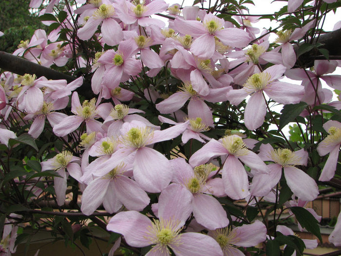 IMG_0516 - Clematita Montana Rubens 2014