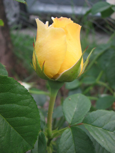 IMG_3560 - Cyrano 2013