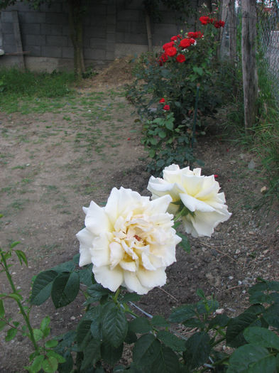 IMG_3763 - Cyrano 2013