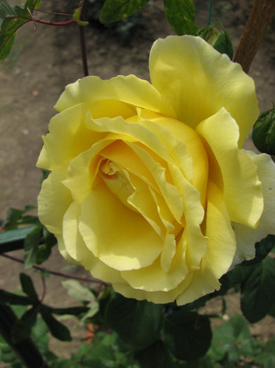 IMG_4933 - Cyrano 2013