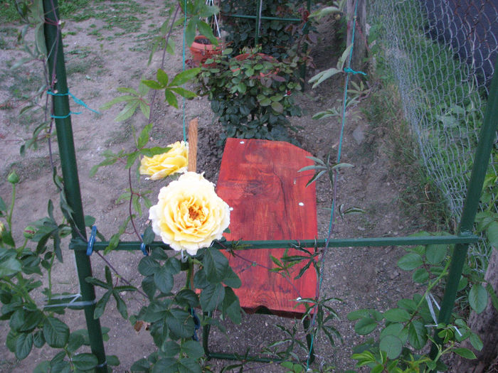 IMG_5363 - Cyrano 2013