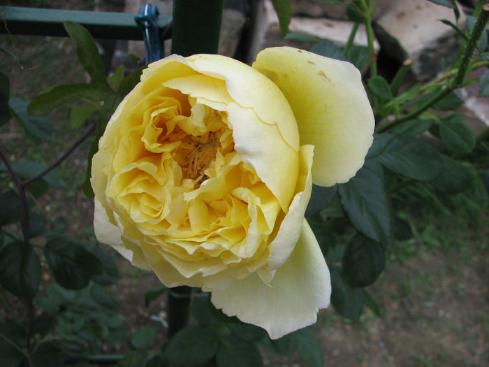 IMG_6612 - Cyrano 2013