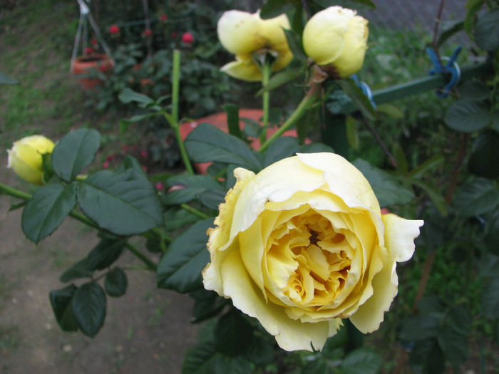 IMG_6614 - Cyrano 2013