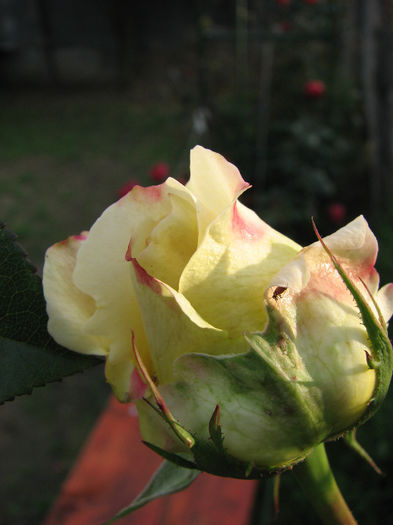 IMG_7441 - Cyrano 2013