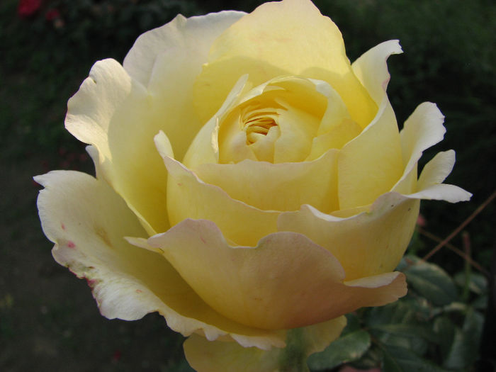 IMG_7460 - Cyrano 2013