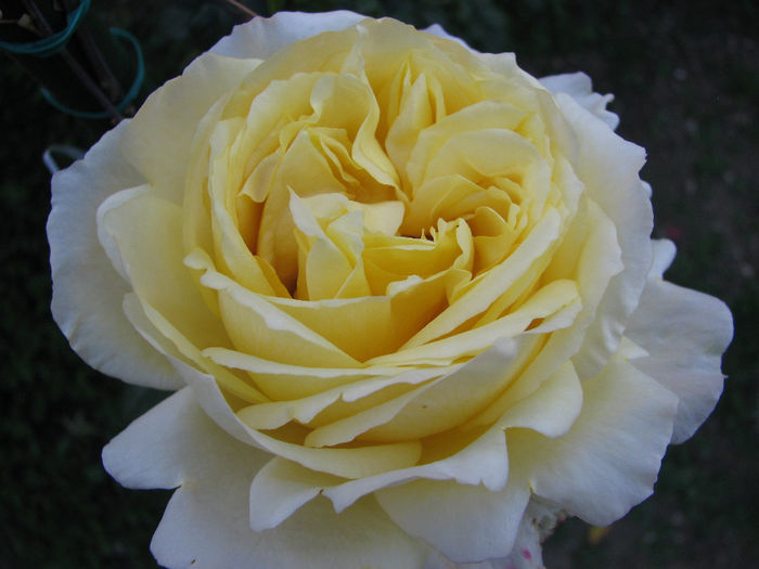 IMG_7518 - Cyrano 2013