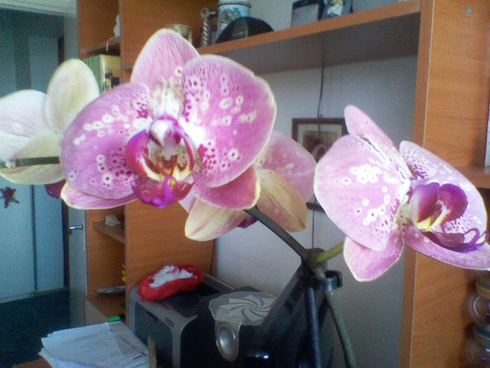 140316-1446 - orhidee
