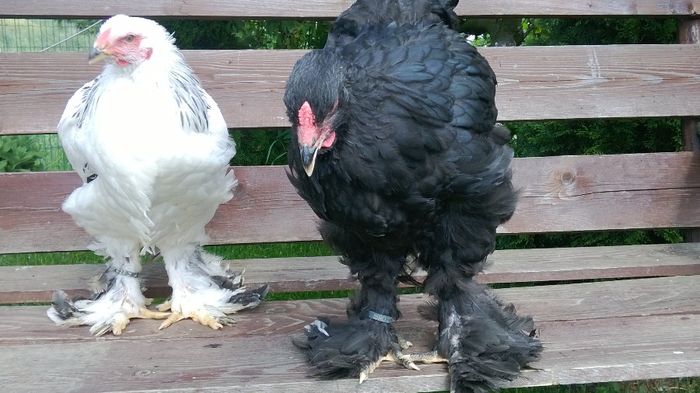 2 cocos B.H.D&  B. N - Tineret 2014