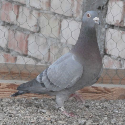  - D- Porumbei JUCATORI DE GALATI VANDUTI Album 2