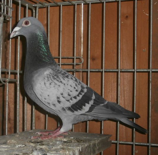 Dati in Alba la Gicu Grozav