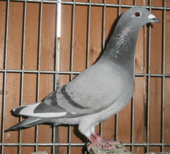  - D- Porumbei JUCATORI DE GALATI VANDUTI Album 2