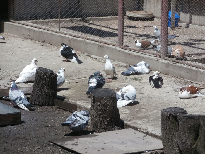 P5220153 - F- Poze Primavara 2014