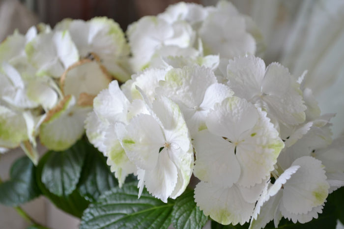 DSC_0001 - flori de casa