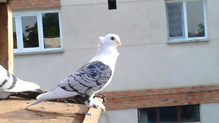 DSC_0440 - SATINETI SCRISI PE NEGRU