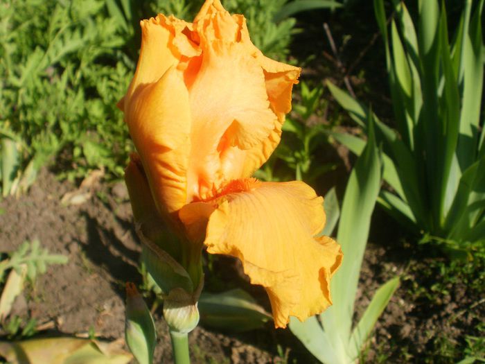 Orange - irisi 2O14
